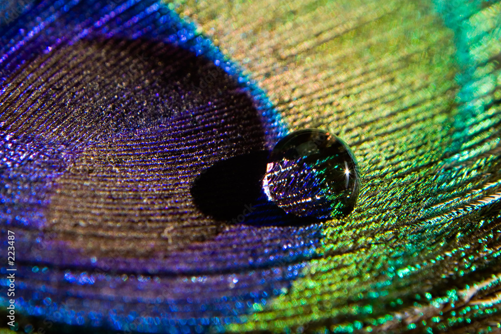 Obraz na płótnie water drop on peacock feather