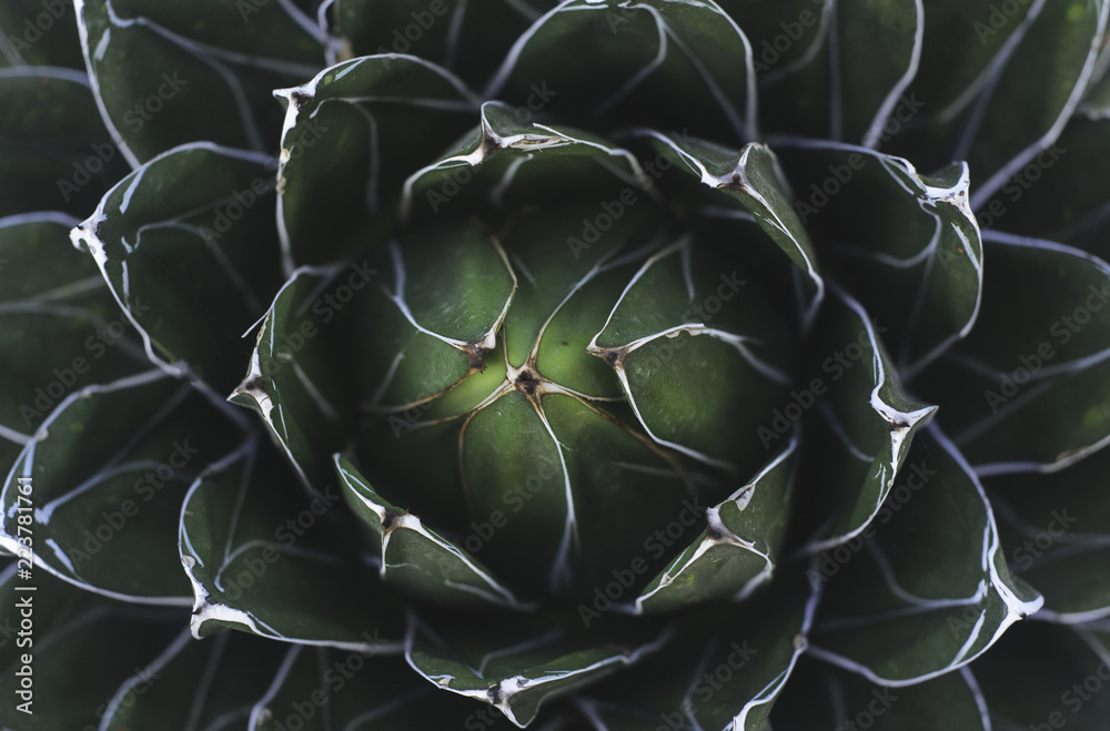 Obraz Tryptyk Closeup of a green succulent