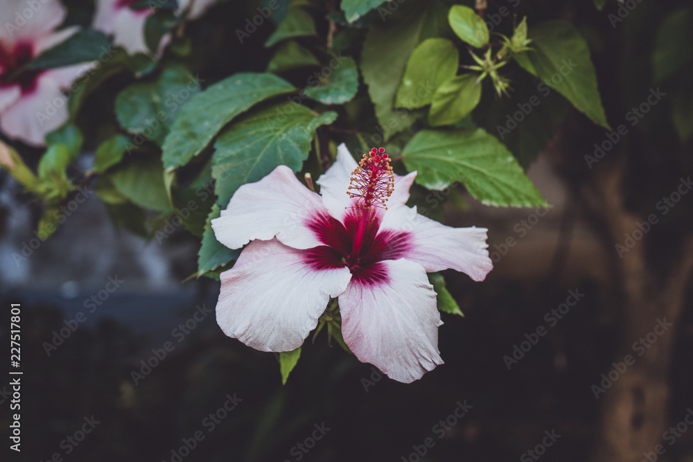 Obraz Kwadryptyk hibiscus flower