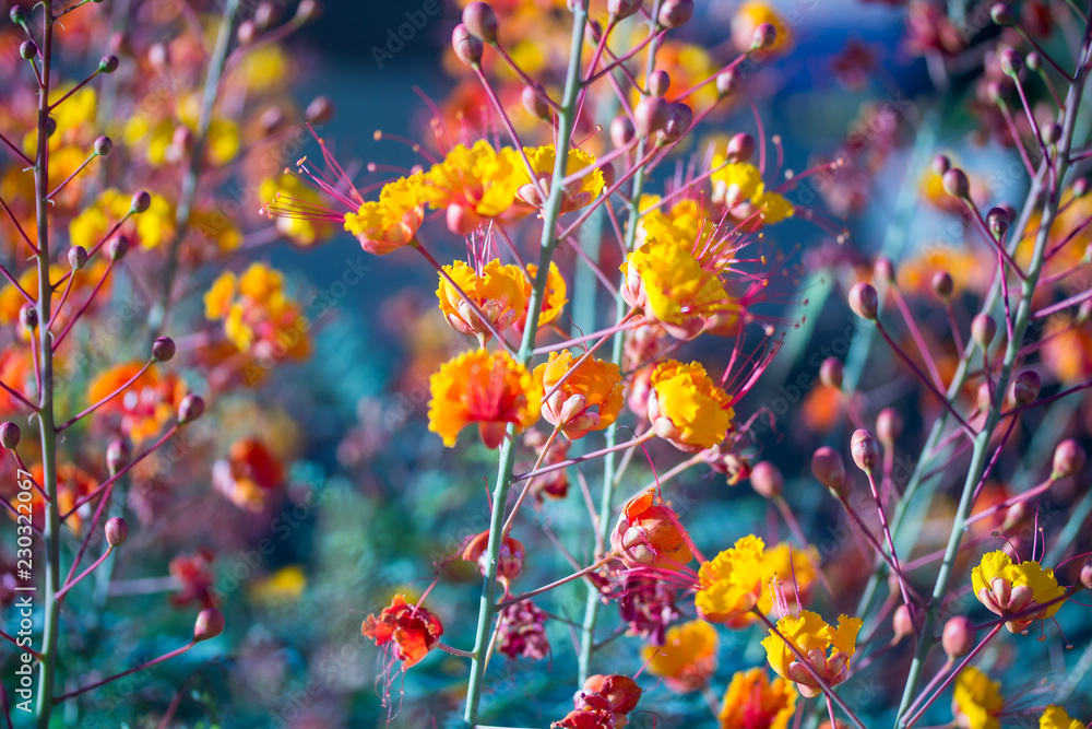 Obraz Kwadryptyk Orange Flowers on a stem