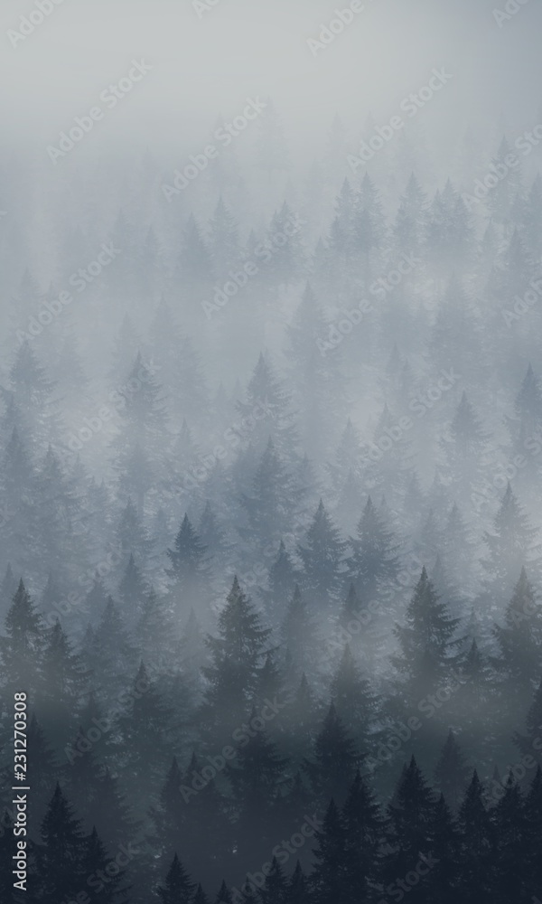 Obraz na płótnie Pine forest in winter by