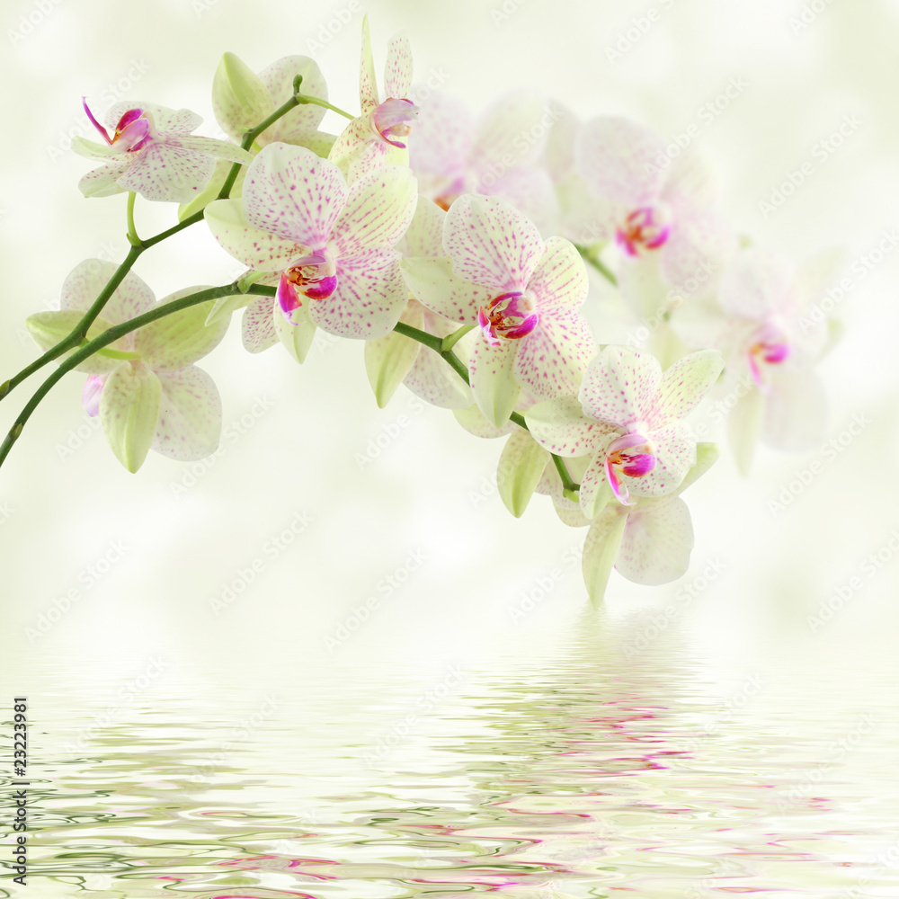 Obraz Pentaptyk White orchid on a light