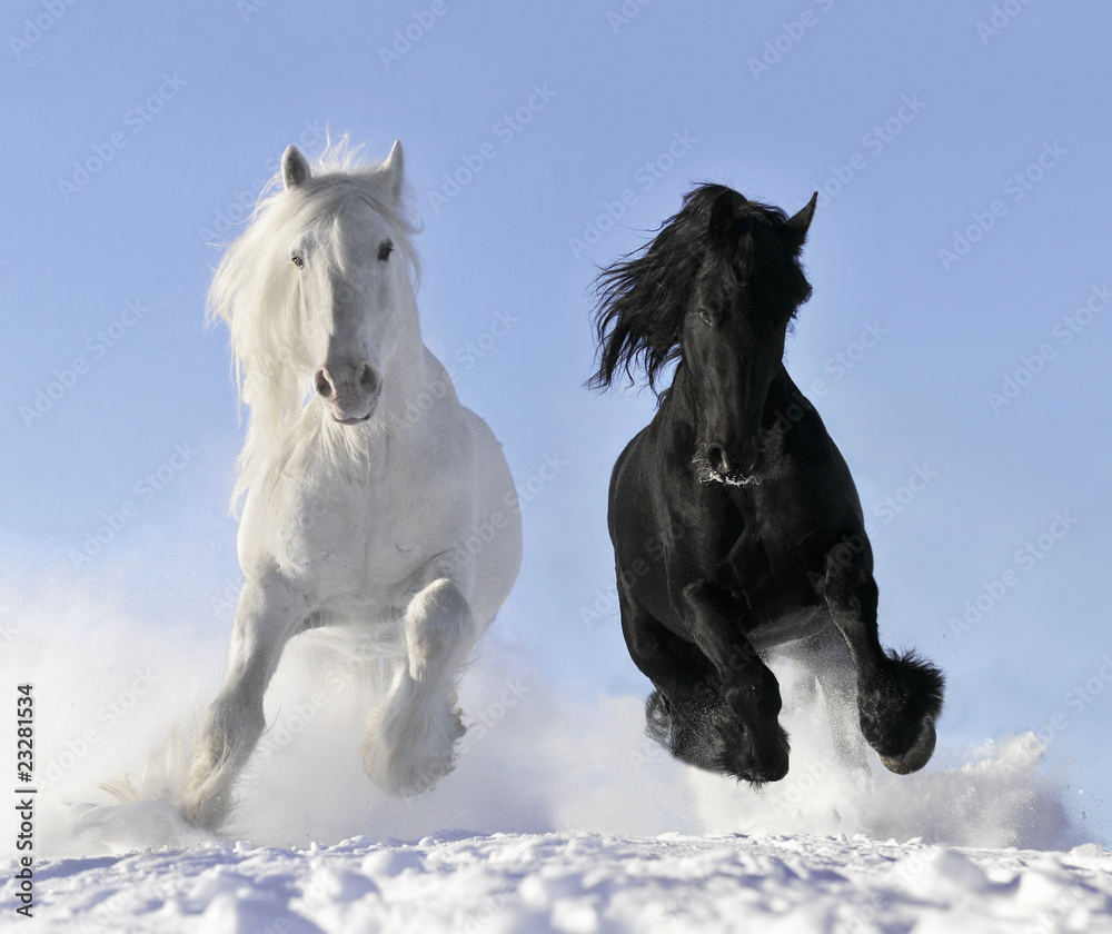 Obraz Tryptyk white and black horse