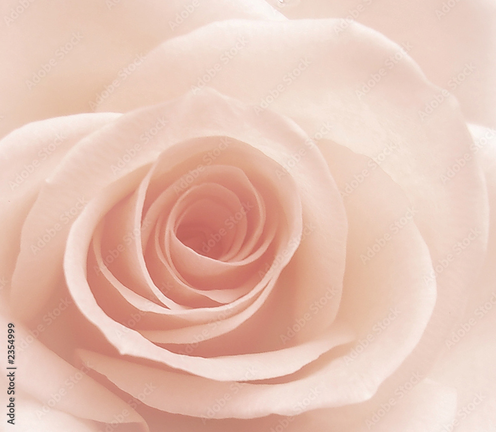 Obraz na płótnie rose