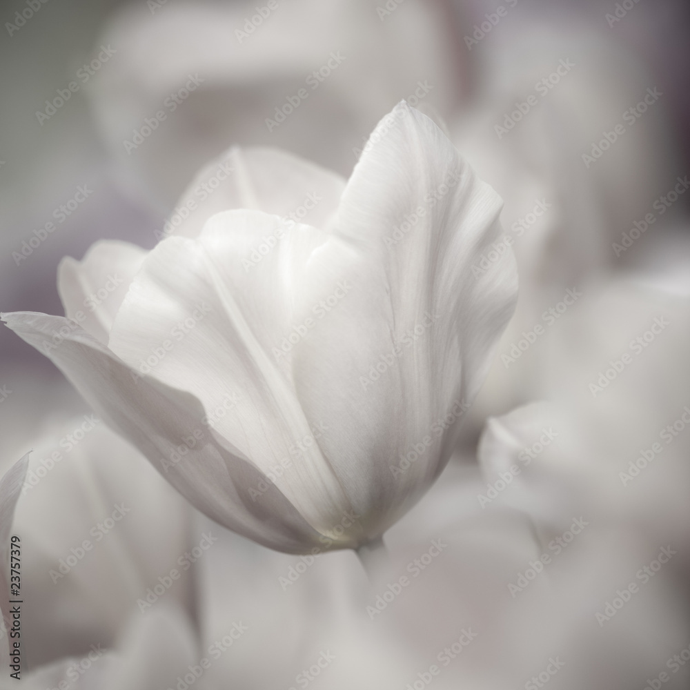 Obraz Tryptyk Fine art of close-up Tulips,