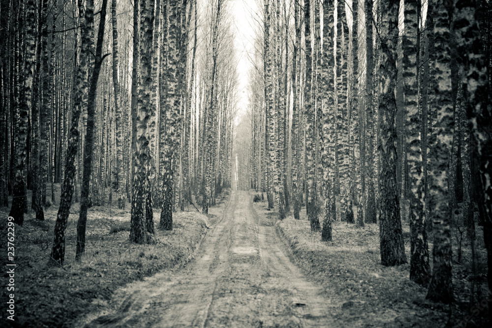 Obraz na płótnie Birch black and white forest