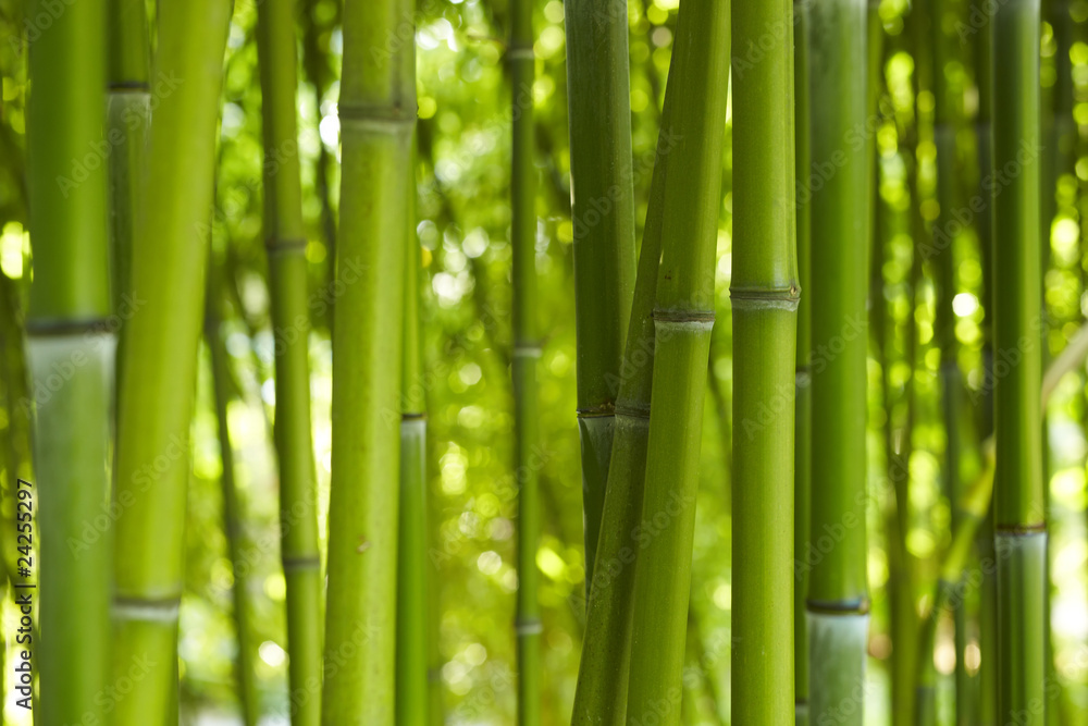Fototapeta Bambus Bamboo 06
