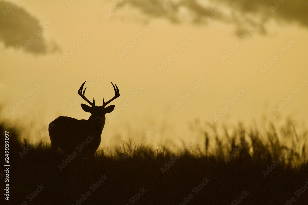 Obraz na płótnie Whitetail Deer buck -