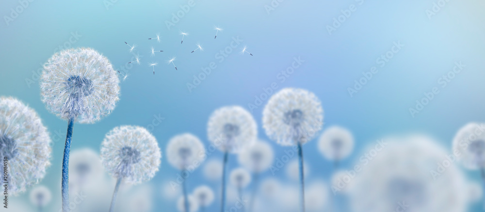 Obraz Tryptyk white dandelions on blue