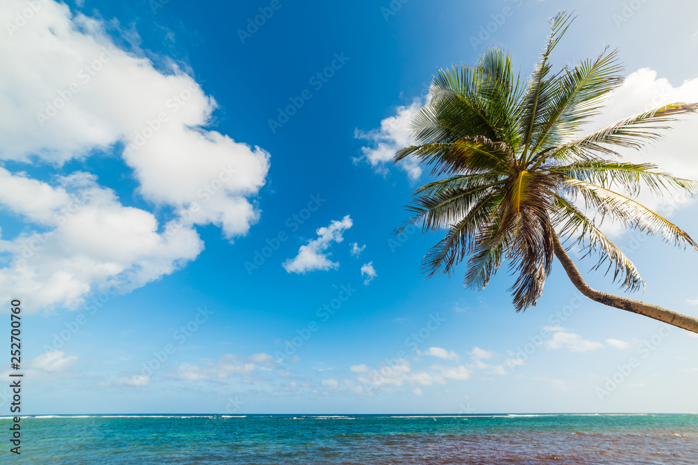 Fototapeta Palm tree in Autre Bord beach