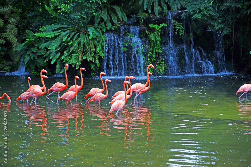 Fototapeta Pink flamingos on lake with