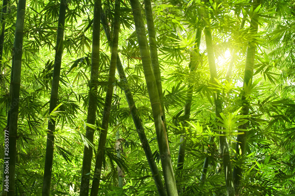 Obraz na płótnie Bamboo forest.