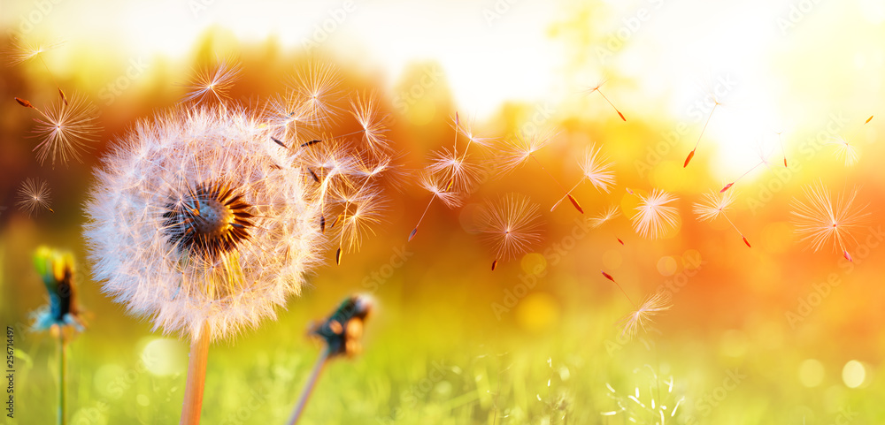 Obraz na płótnie Dandelion In Field At Sunset -