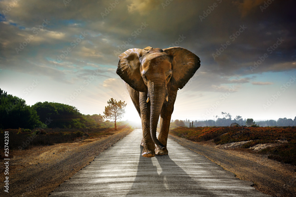 Obraz Pentaptyk Walking Elephant