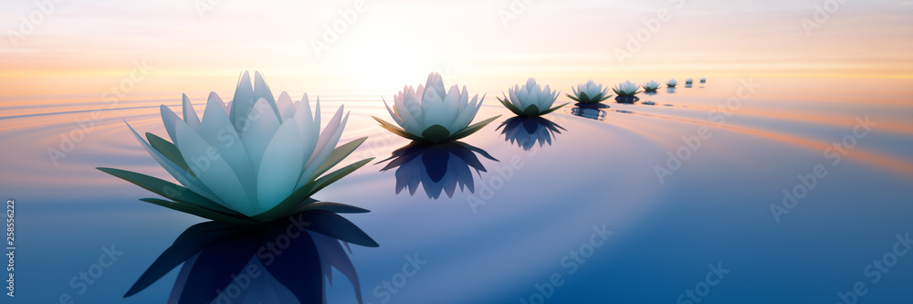 Obraz na płótnie Lotusblüten im Sonnenuntergang