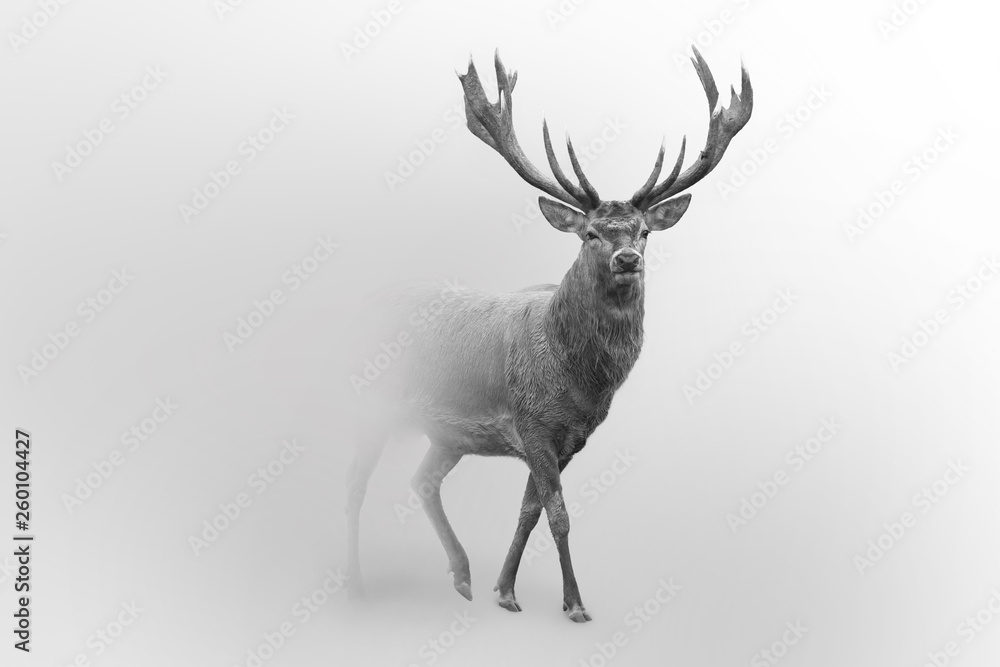 Obraz Tryptyk Deer nature wildlife animal