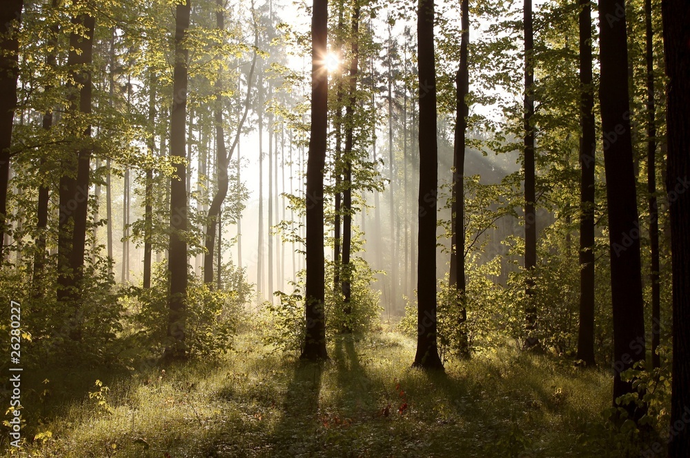 Fototapeta Sunbeams entering into forest
