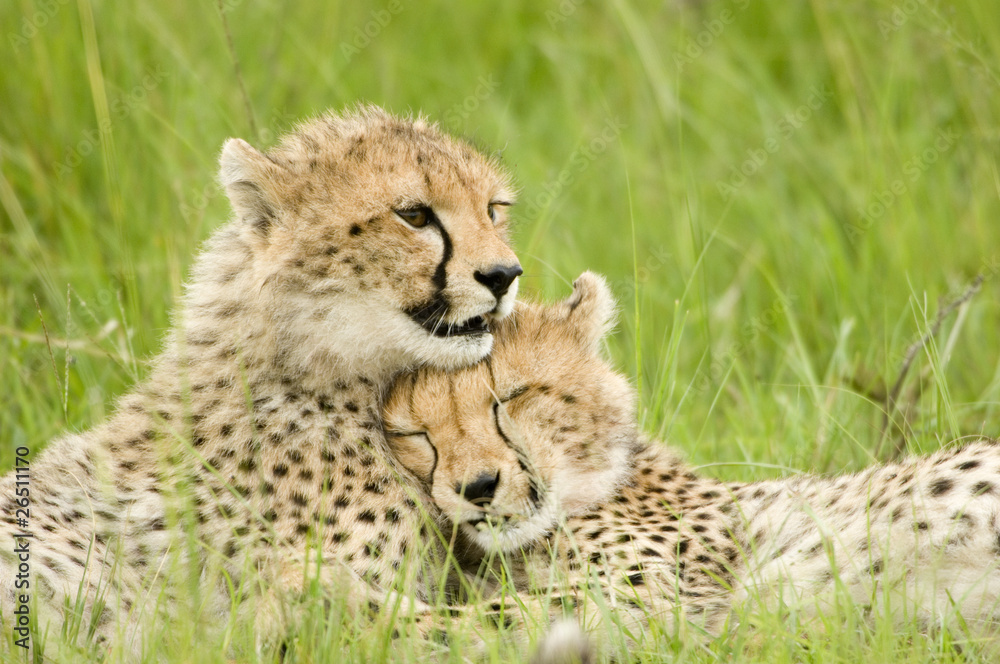 Fototapeta cheetah cubs