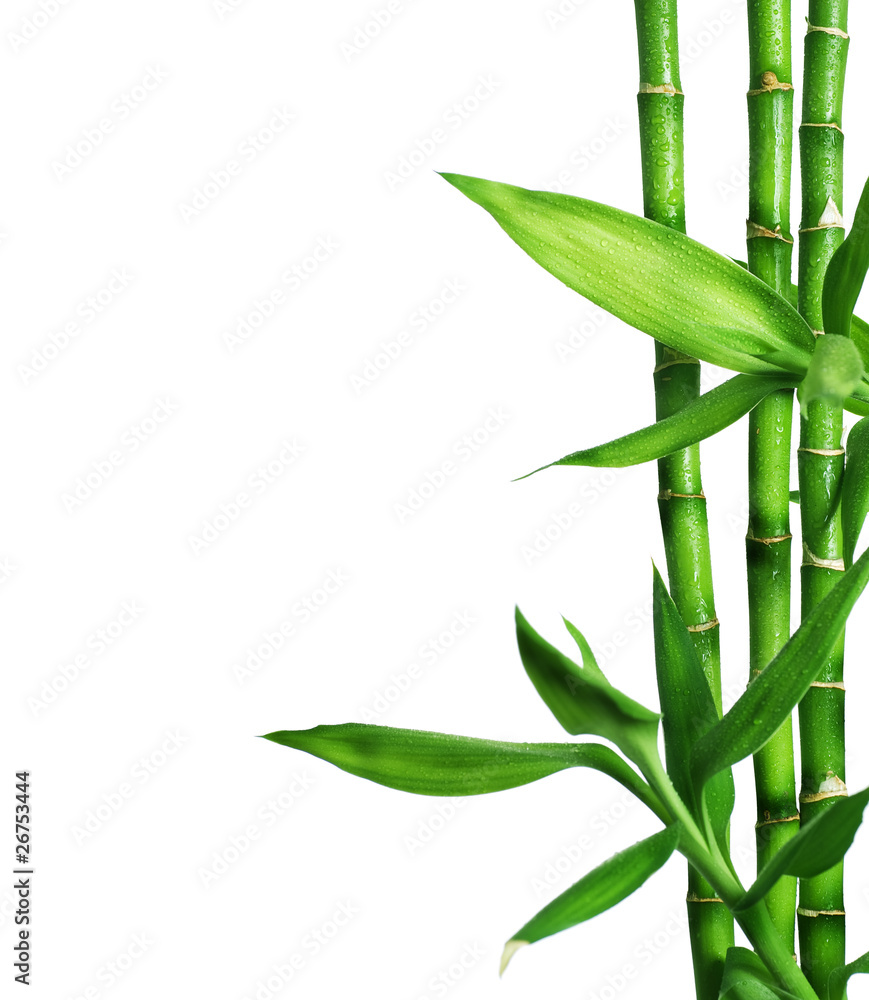 Obraz Dyptyk Bamboo Border