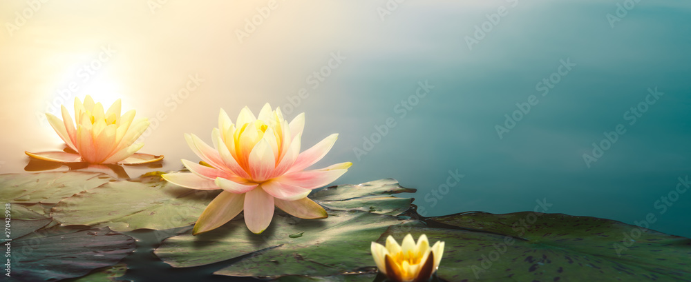 Obraz Tryptyk  lotus flower in pond