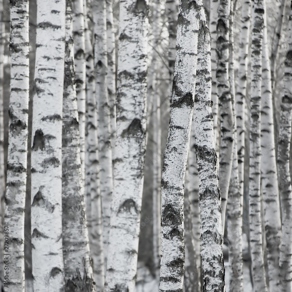 Obraz Tryptyk Winter Birch Tree Forest