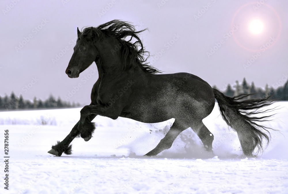 Obraz Tryptyk Friesian stallion gallop in