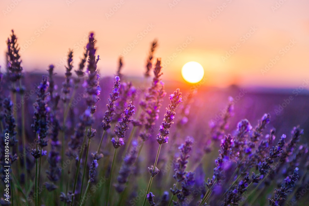 Obraz Tryptyk Lavender flowers at sunset in