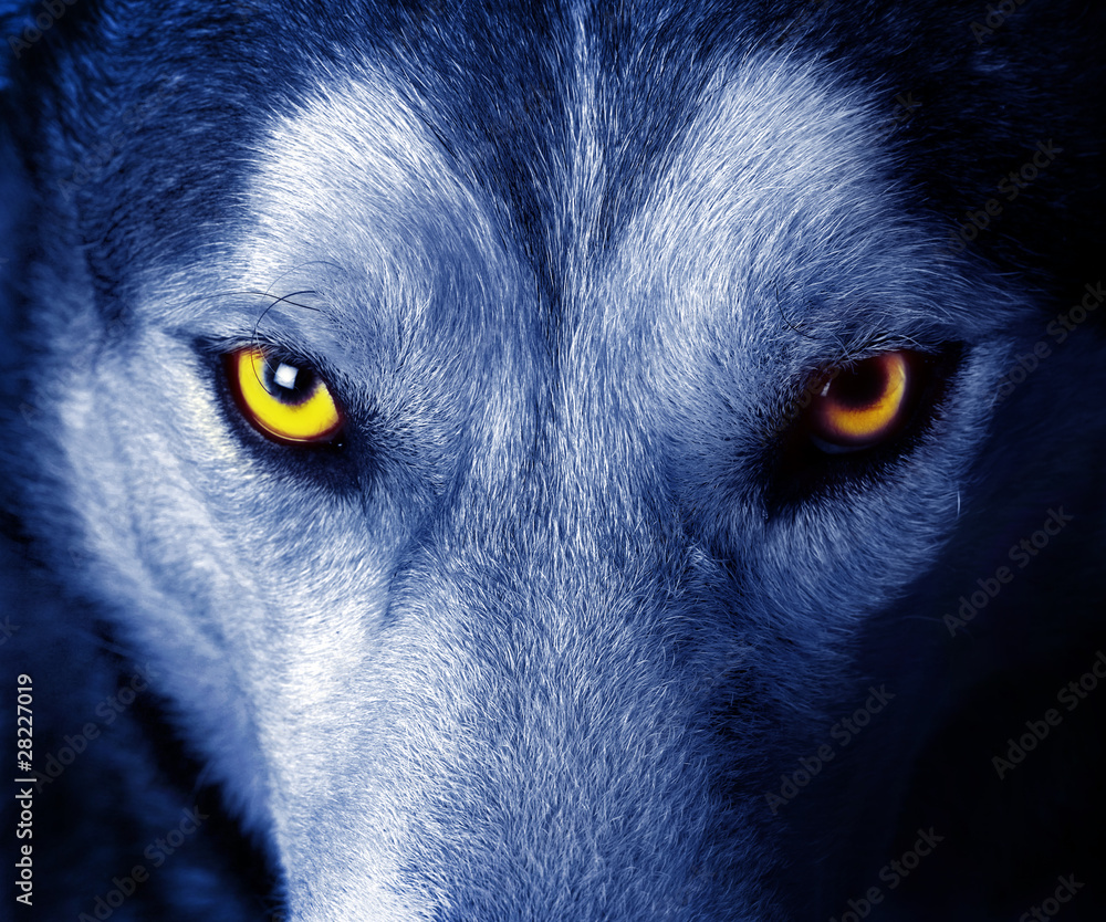 Obraz Tryptyk beautiful eyes of a wild wolf.