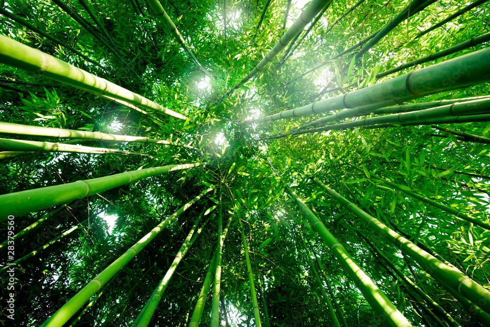 Fototapeta Bambou zen forêt