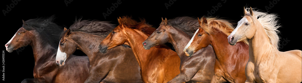 Obraz Pentaptyk Horse herd run isolated on