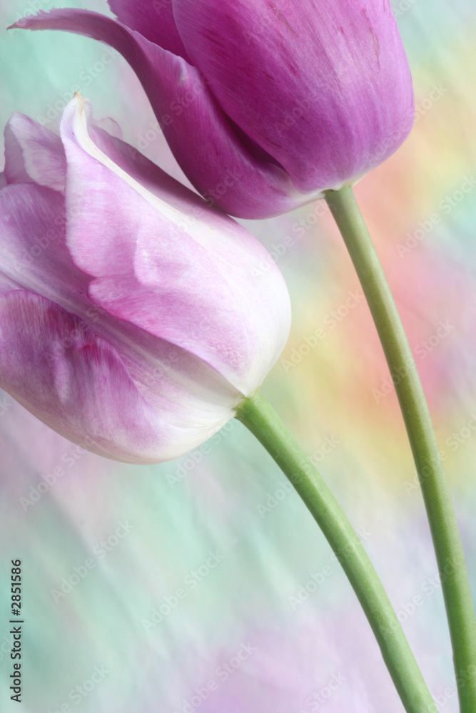 Fototapeta dreamy tulips