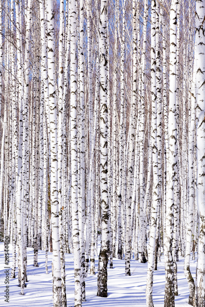 Fototapeta Winter birch forest - winter