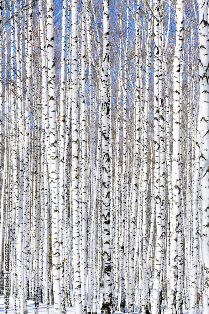 Fototapeta Winter birch forest - winter