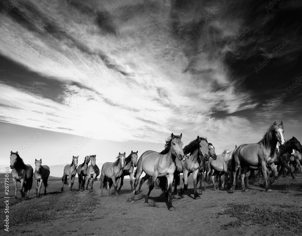 Fototapeta Wild horses