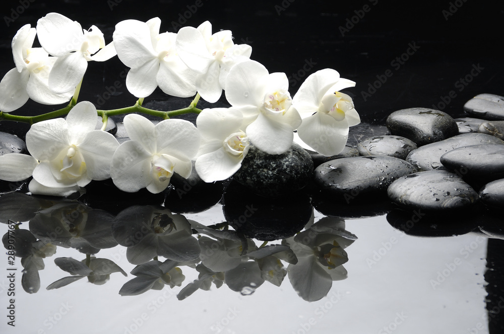 Obraz Tryptyk Close up white orchid with