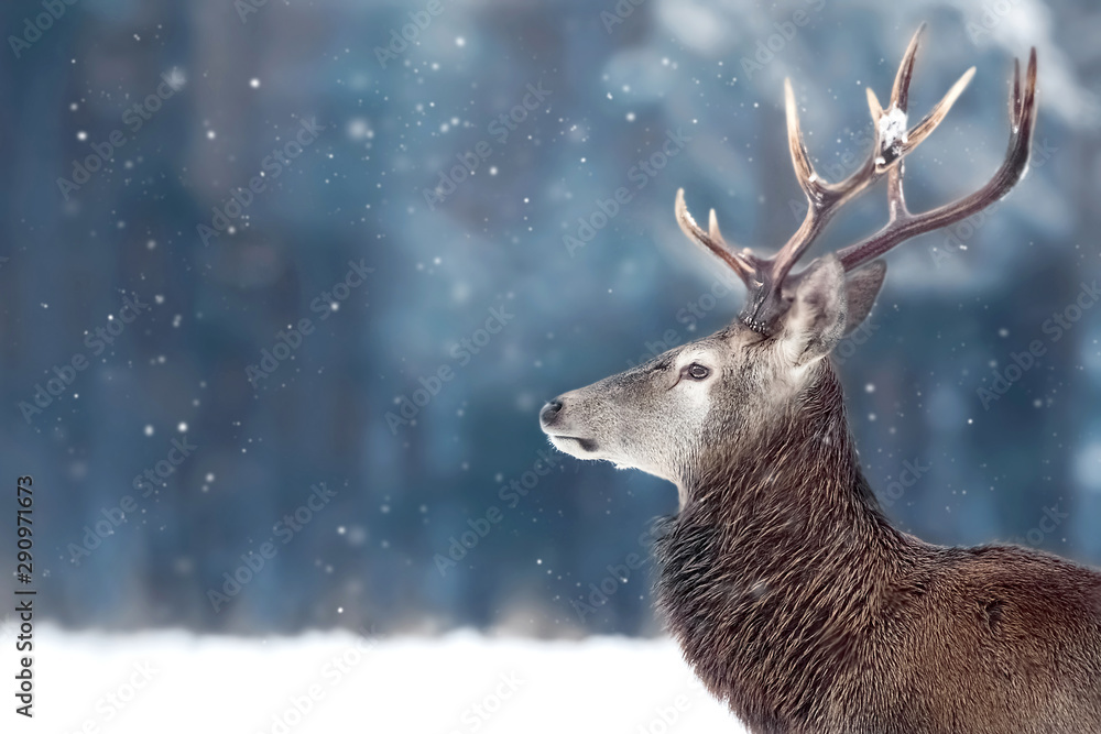 Obraz Tryptyk Noble deer male in winter snow