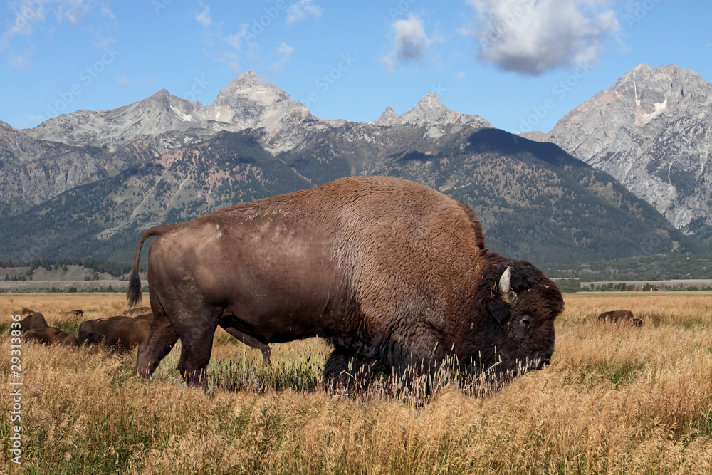 Fototapeta American Bison (Buffalo)
