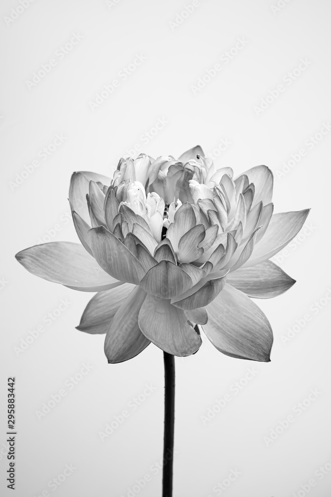 Obraz na płótnie Black and white fine art Lotus