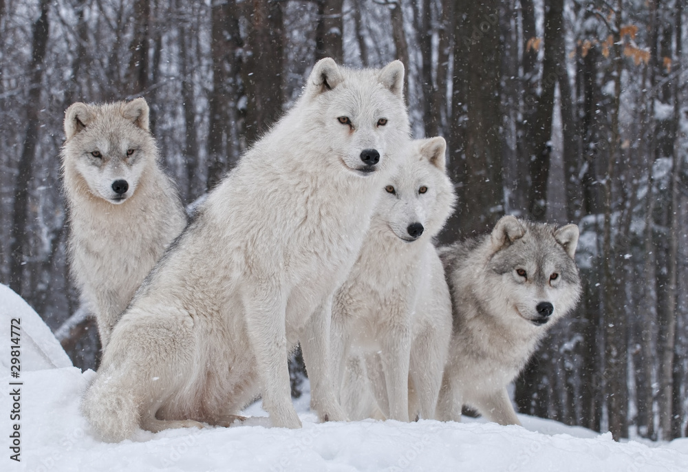 Obraz Tryptyk Arctic Wolf Pack
