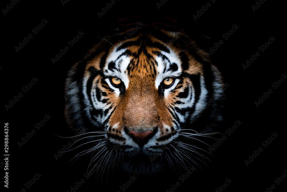 Obraz Tryptyk Portrait of a Tiger with a