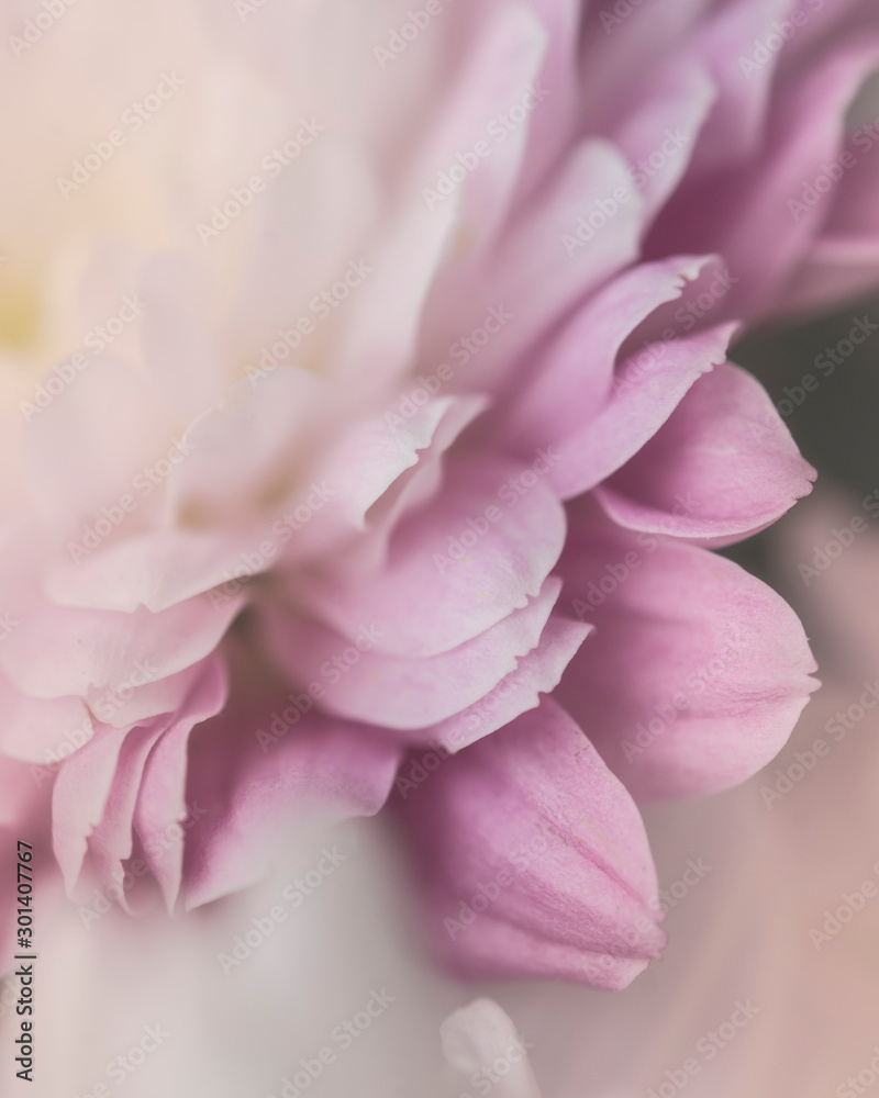 Obraz Tryptyk closeup of pink flower