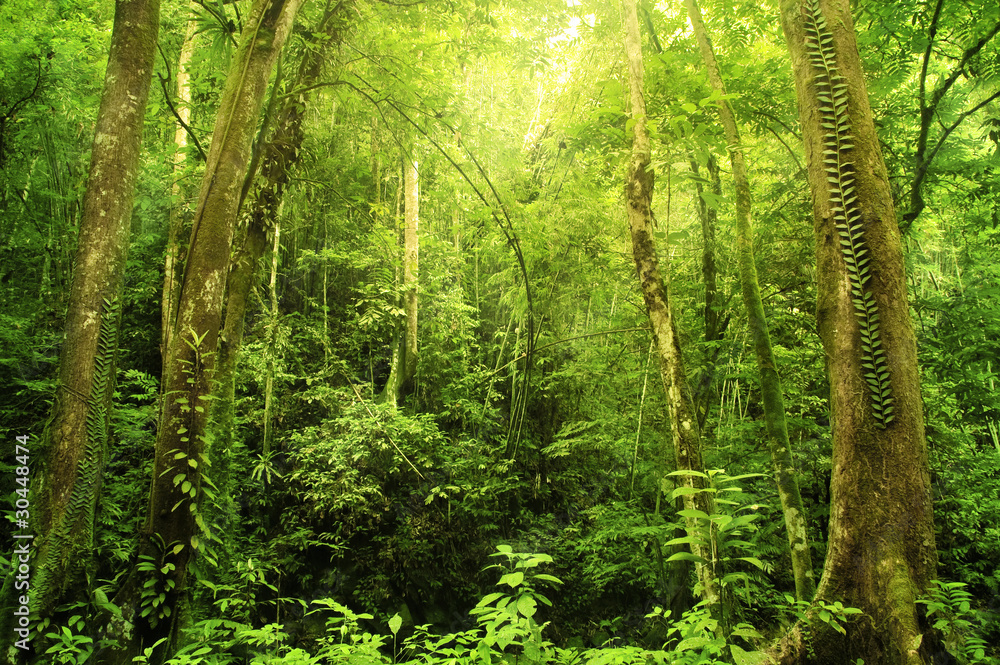 Obraz Tryptyk Rain forest