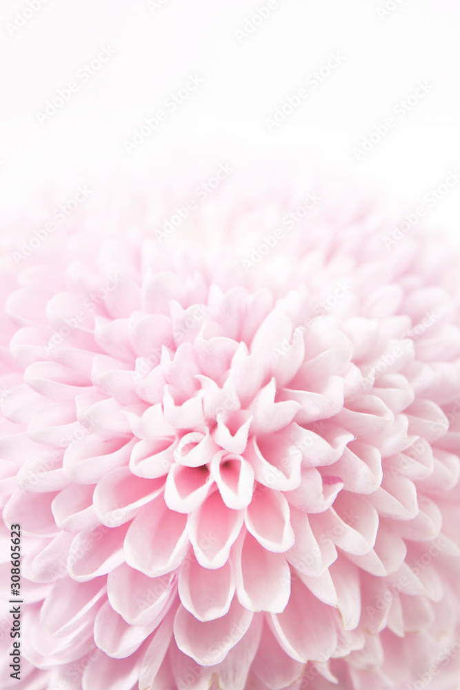 Obraz na płótnie feminine floral background of
