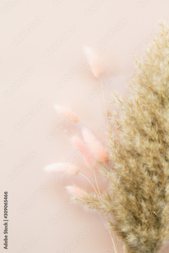Obraz na płótnie Dried flowers on pink