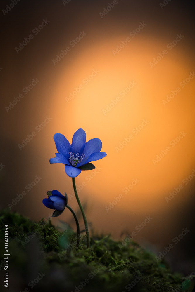 Obraz Dyptyk Spring flower in the grass,