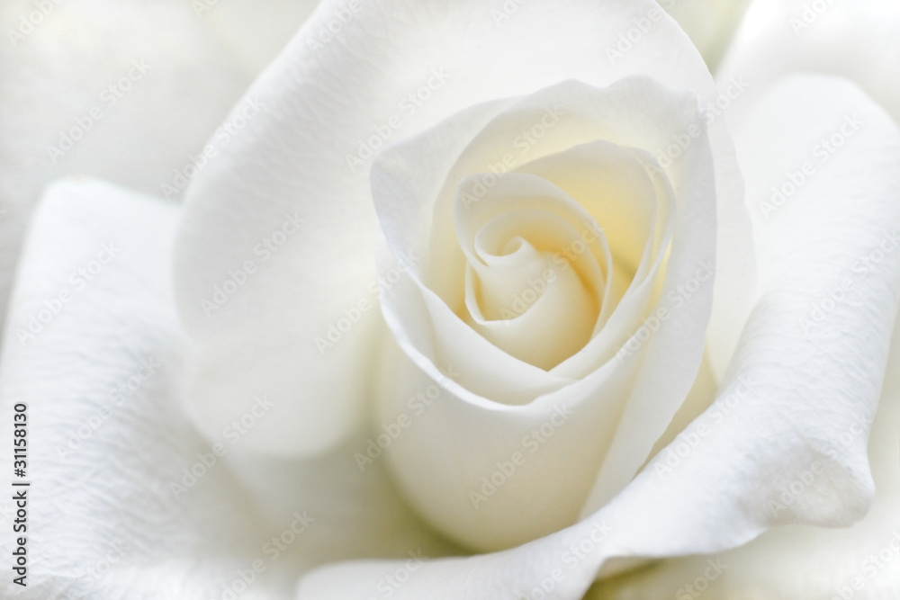 Fototapeta Soft white rose