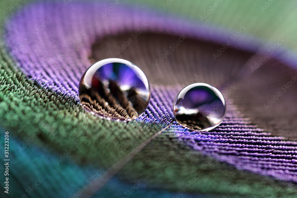 Obraz na płótnie Water droplets on peacock