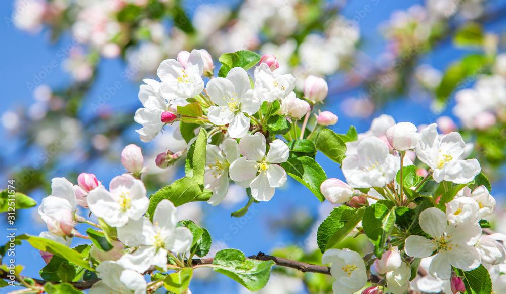 Obraz Tryptyk beautiful apple tree blossom