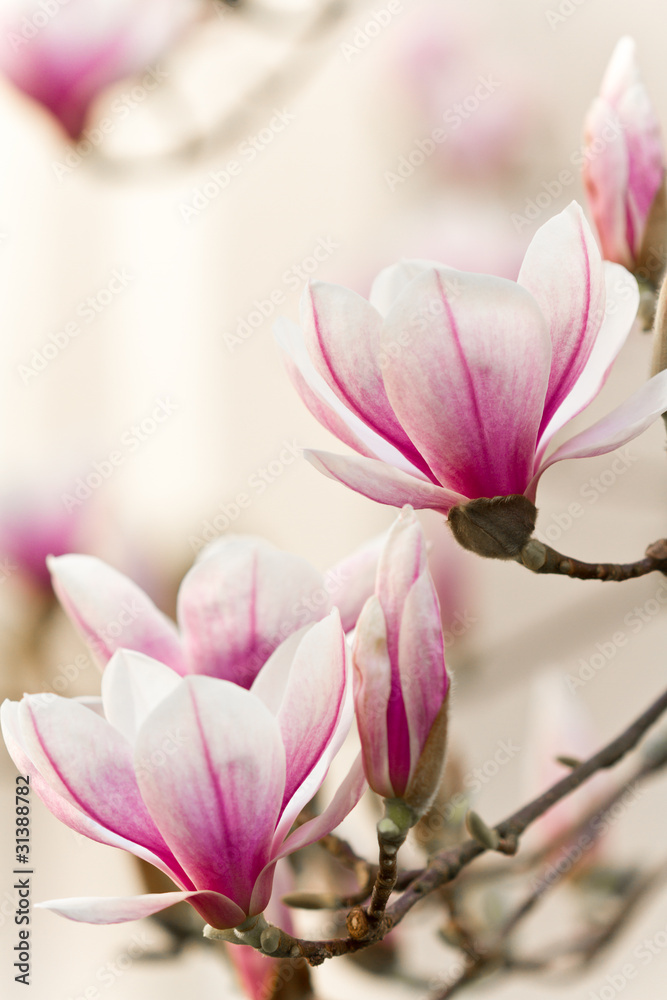 Obraz Pentaptyk Magnolie, Magnolia