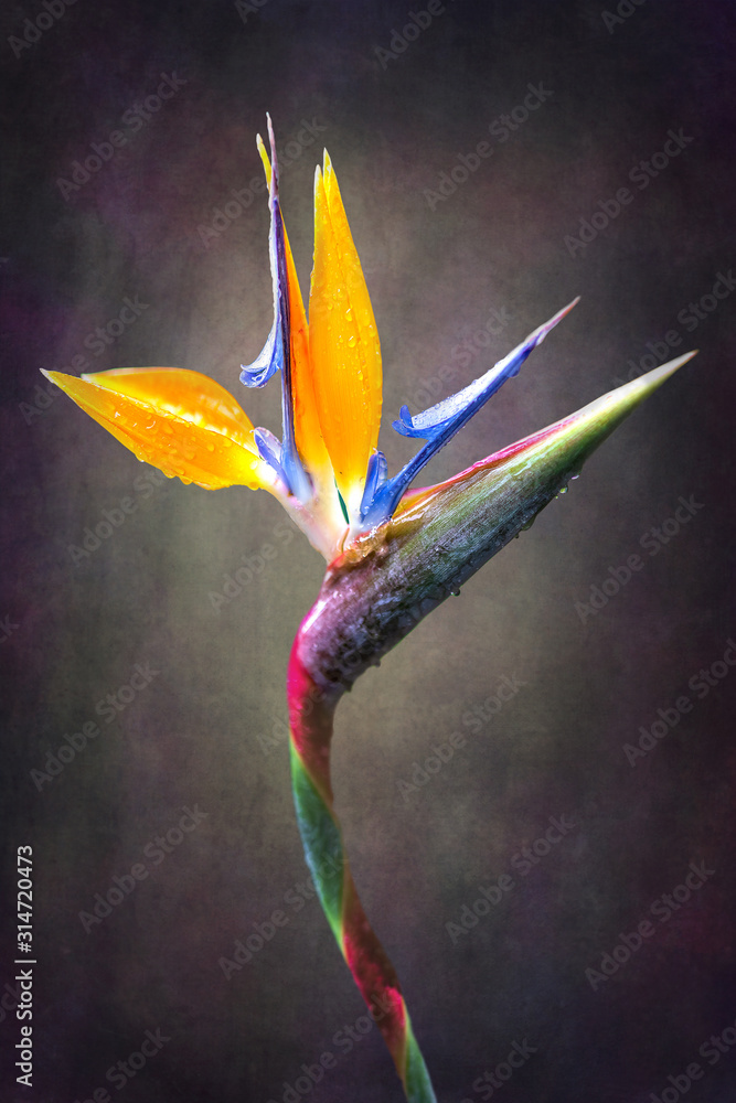 Obraz Dyptyk fine art Strelitzia flower